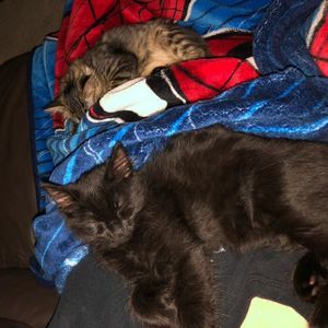 Meet your Posher, Tiffany